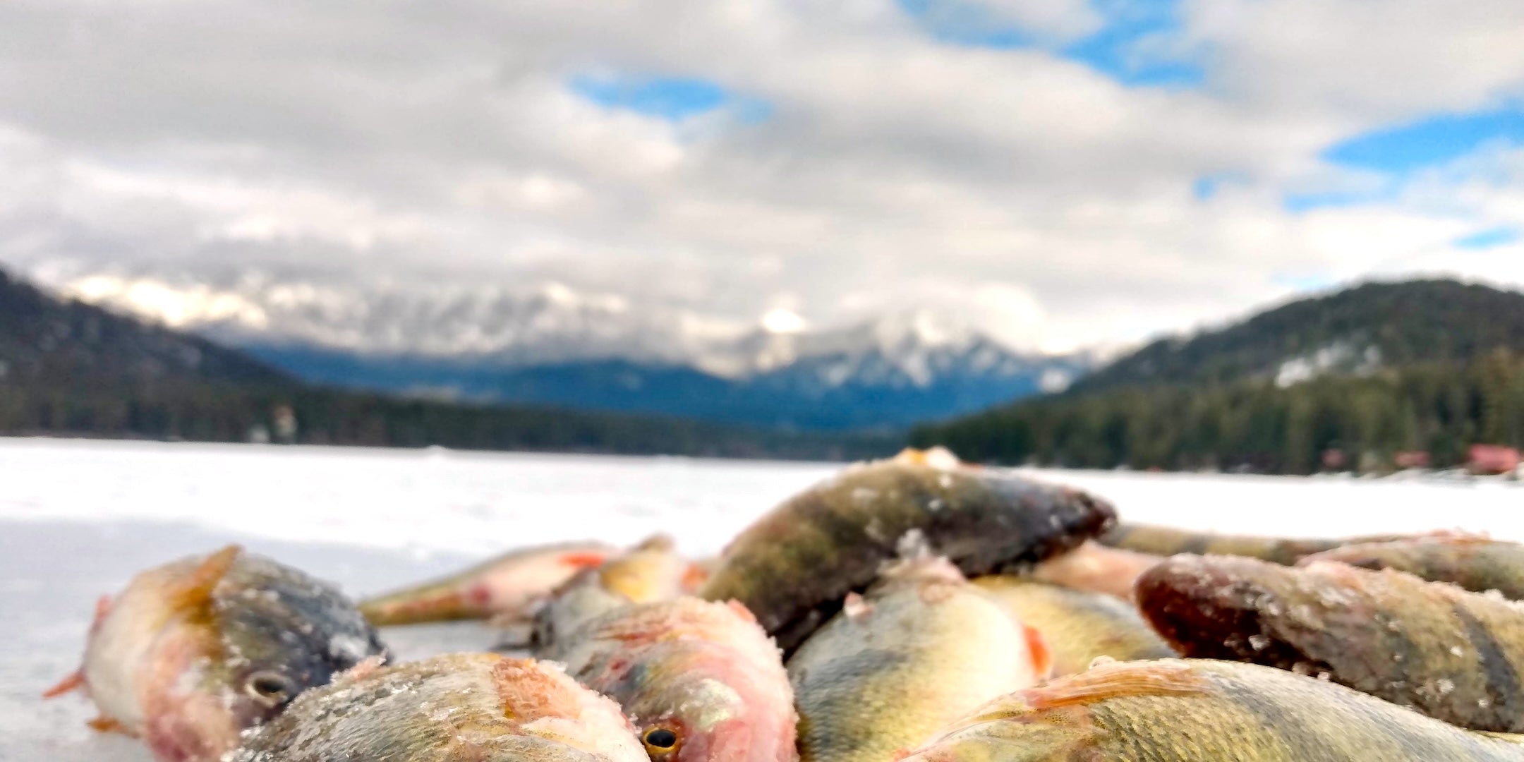 Fishing Duo Store, Perch Ice Fishing