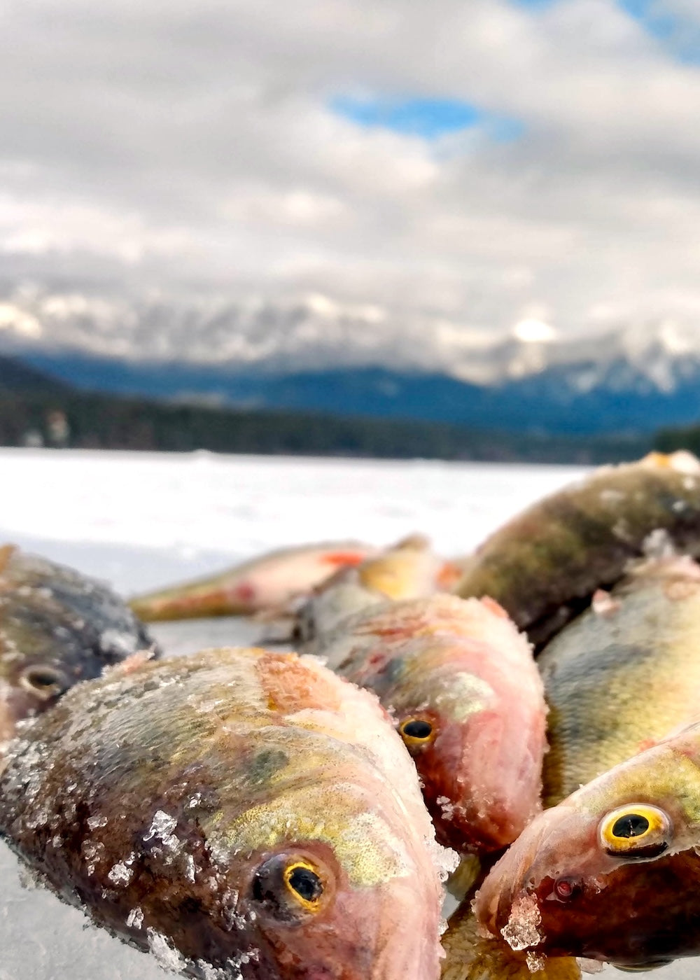 Fishing Duo Store, Ice Fishing Sled Gear